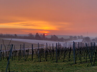 03.02.2026 - Birgit Sautter - Feierabend-Stimmung im Weinberg
