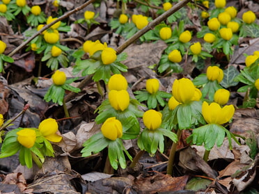 03.02.2026 - Birgit Sautter - Fr&uuml;hlings-Vorfreude