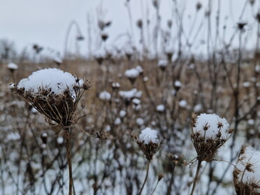 06.01.2026 - Birgit Sautter - Winterruhe