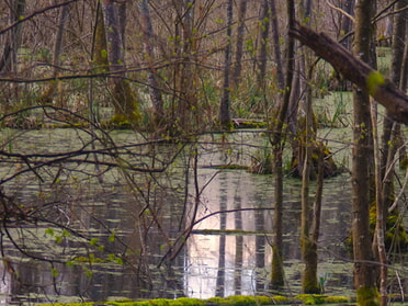 27.03.2026 - Erlenbruch im Kaywald