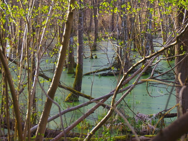 27.03.2026 - Bernhard M&uuml;ller - Erlenbruchwald im Kaywald mit Wasserfl&auml;che