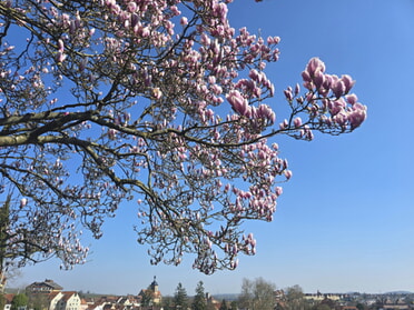 13.03.2026 - Tamara Schober - Magnolien in Lauffen a.N.