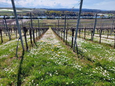 April 2026 - Daniela Reiner - G&auml;nsebl&uuml;mchen im Weinberg