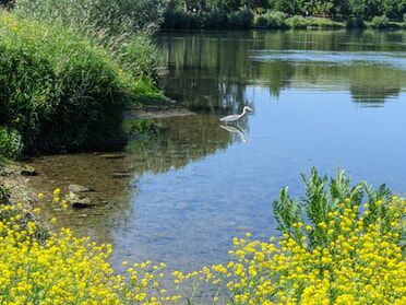29.05.2026 - Beate Reinwald - Reiher am unteren Neckar