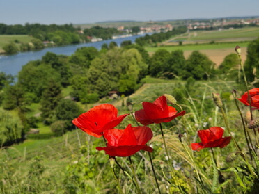 Mai 2026 - Elke Braunbeck - Mohnbl&uuml;te 