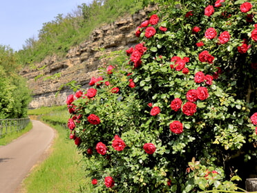 24.05.2026 - Frank-M. Zahn - Neckartalradweg 