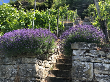 13.06.2026 - Ulrich Schmid - Lavendelbl&uuml;te in den Lauffener Terrassen
