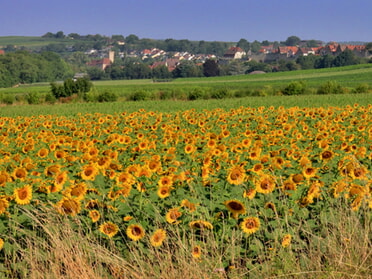 16.07.2026 - Frank-Michael Zahn - Sommer in Lauffen a.N. 