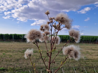 21.07.2026 - Birgit Sautter - Die Distel wartet auf den Wind