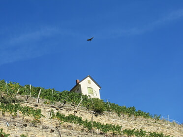 02.09.2026 - Bernhard M&uuml;ller - Lauerh&uuml;tte mit Greifvogel